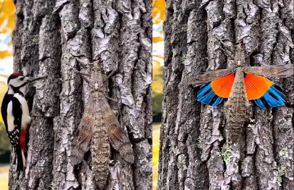 ببینید؛ مشاهده حشره‌ای نادر با بال‌های «آتشین»