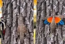 ببینید؛ مشاهده حشره‌ای نادر با بال‌های «آتشین»