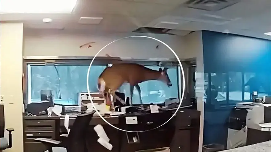 ورود سرزده یک گوزن به داخل بانک!