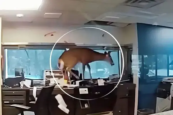 ورود سرزده یک گوزن به داخل بانک!