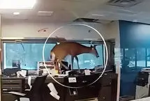 ورود سرزده یک گوزن به داخل بانک!