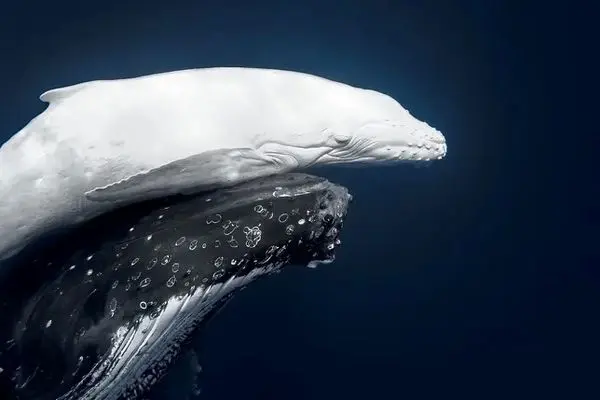 نوزاد نهنگ سفید تونگا برنده عکس سال شد