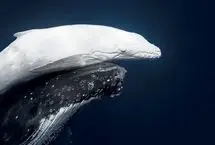 نوزاد نهنگ سفید تونگا برنده عکس سال شد