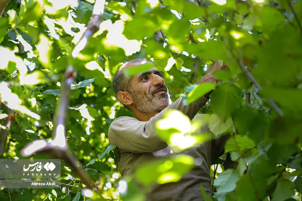 گالری