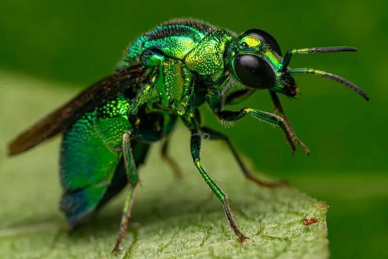 زنبور جواهر