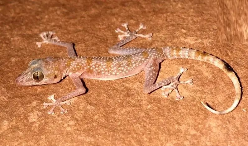 کشف مارمولکی با چشمان غول‌پیکر و انگشتان برگ‌مانند در ایران