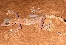 کشف مارمولکی با چشمان غول‌پیکر و انگشتان برگ‌مانند در ایران