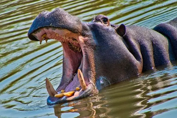 چهره خشن بقا؛ نوزادکشی در میان اسب‌های آبی