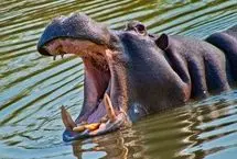 چهره خشن بقا؛ نوزادکشی در میان اسب‌های آبی