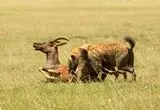 حمله بی‌امان شاخ‌چنگی مادر به کفتار