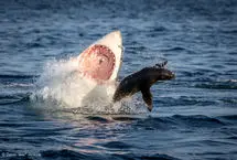 صحنه‌ای نادر و تکان‌دهنده از شکار فک توسط یک کوسه بزرگ