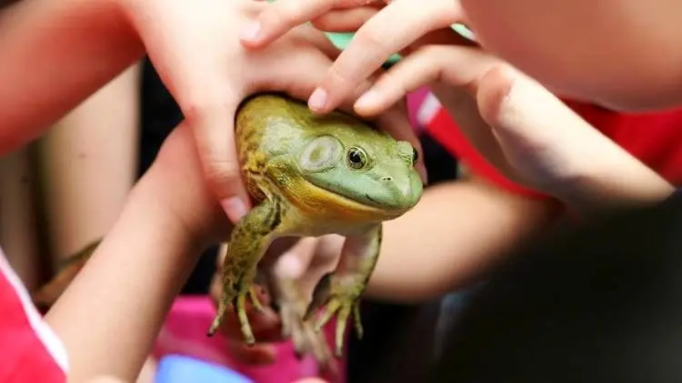 ببینید؛ پرورش قورباغه‌های خوراکی در چین