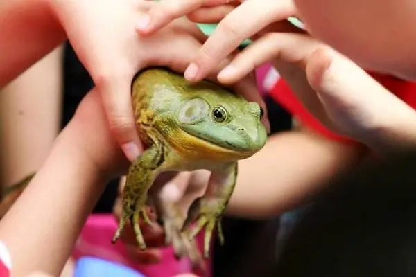 ببینید؛ پرورش قورباغه‌های خوراکی در چین