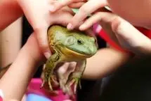 ببینید؛ پرورش قورباغه‌های خوراکی در چین