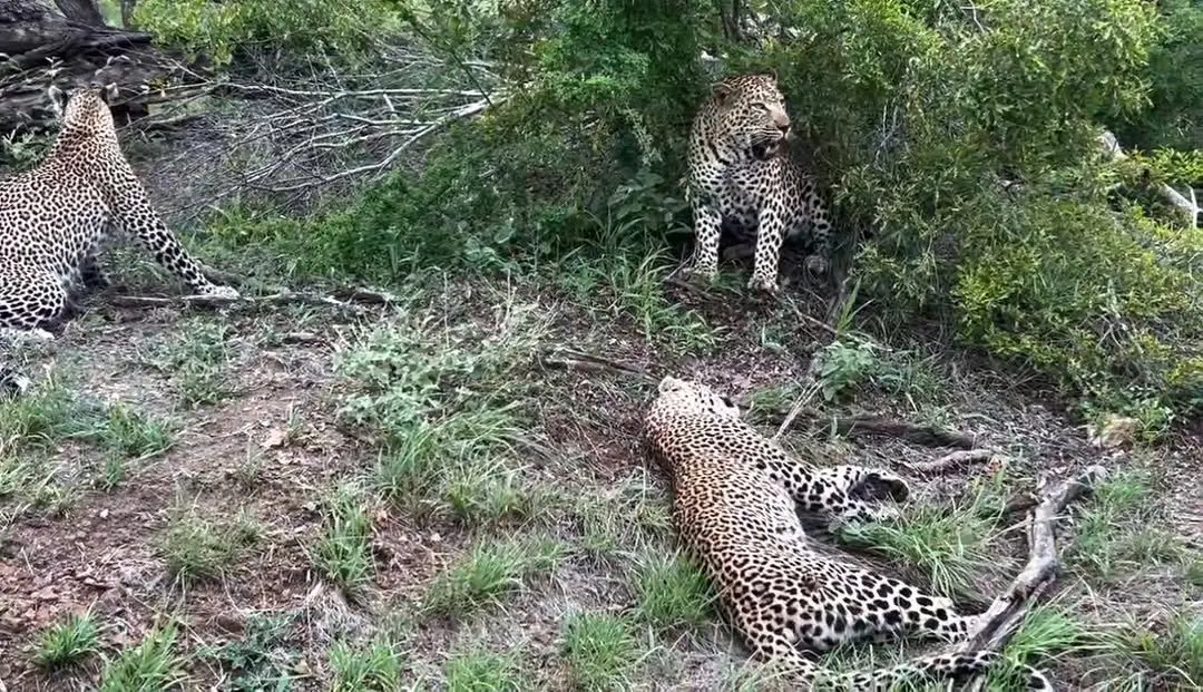 ببینید؛ برخورد نادر سه پلنگ