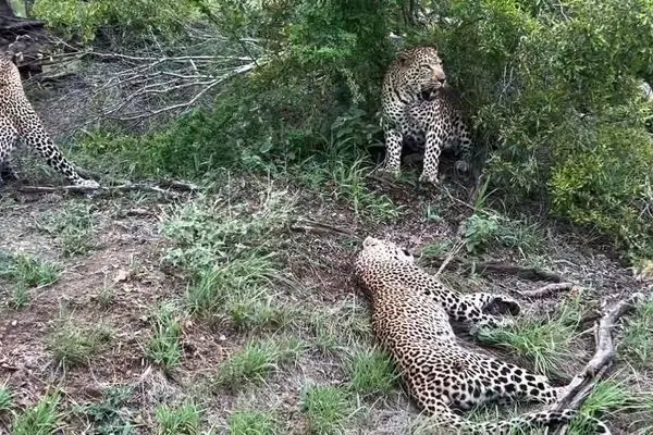 ببینید؛ برخورد نادر سه پلنگ