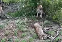 ببینید؛ برخورد نادر سه پلنگ