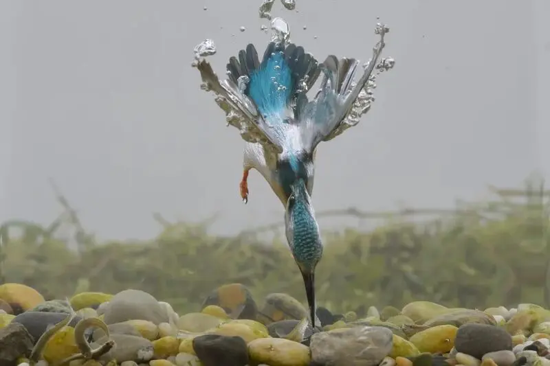 ماهی‌خورک