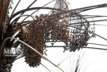 تصاویر؛ نخلستان‌ اروندکنار و پالایشگاه آبادان پس از آتش‌سوزی