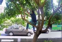 توت‌های خیابانی را نخورید!