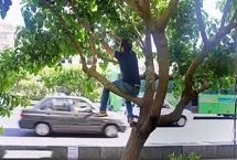 توت‌های خیابانی را نخورید!