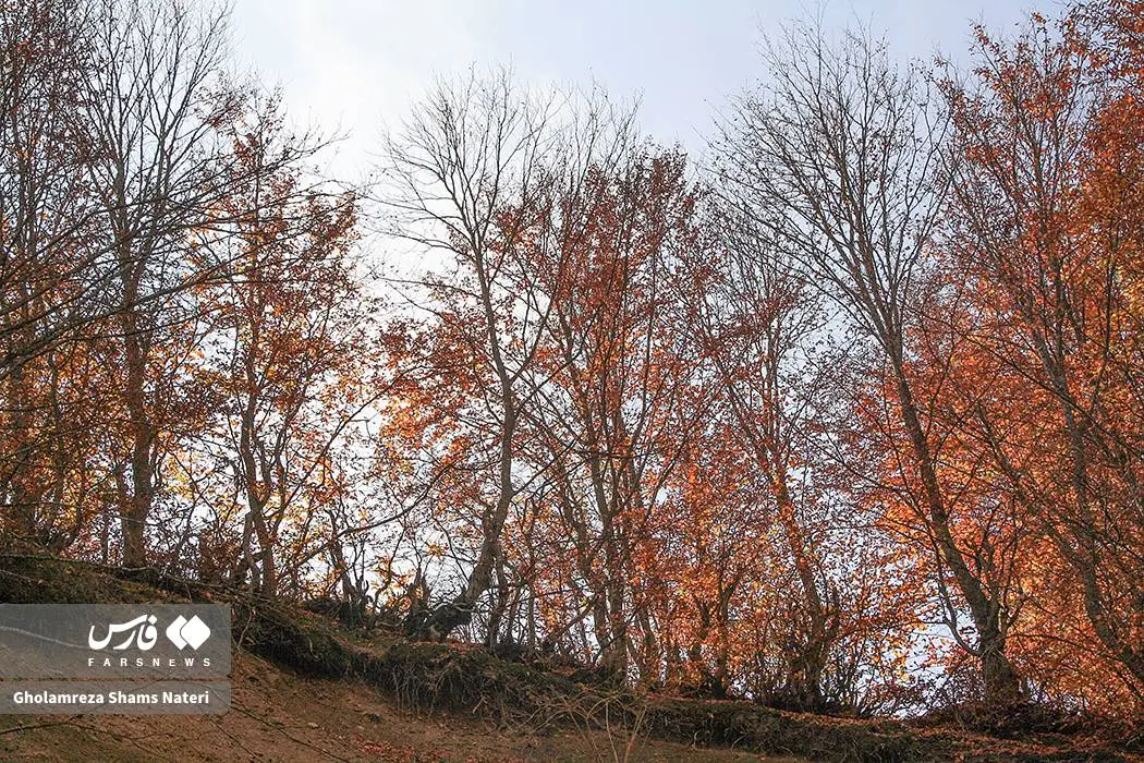 عکس صفحه گوشی پاییز