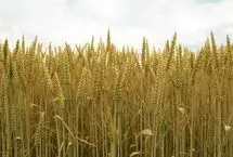 قیمت تضمینی گندم سال 1405