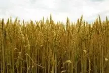 پزشکیان: قیمت خرید گندم غیرمنطقی است و به زودی اصلاح می‌شود
