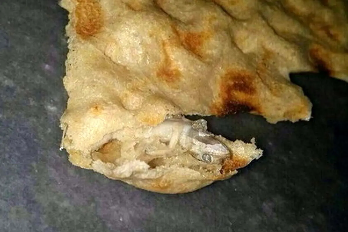 پیدا شدن مارمولک در نان سنگک + تصویر