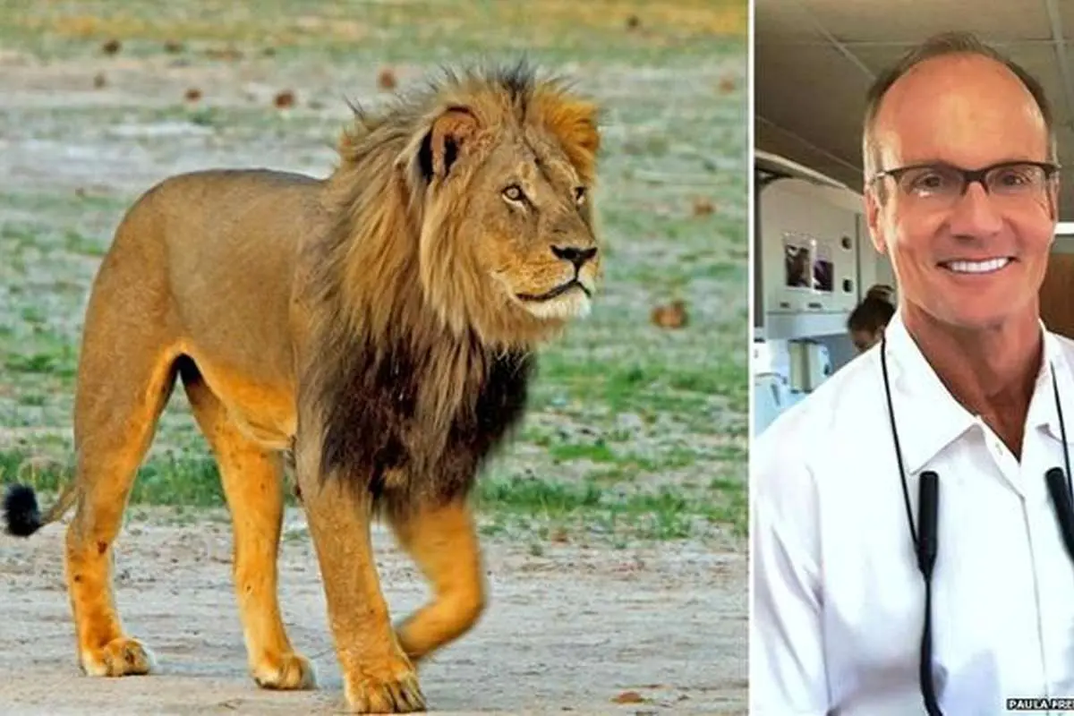 عذرخواهی پزشک شکارچی به خاطر شکار شیر محبوب