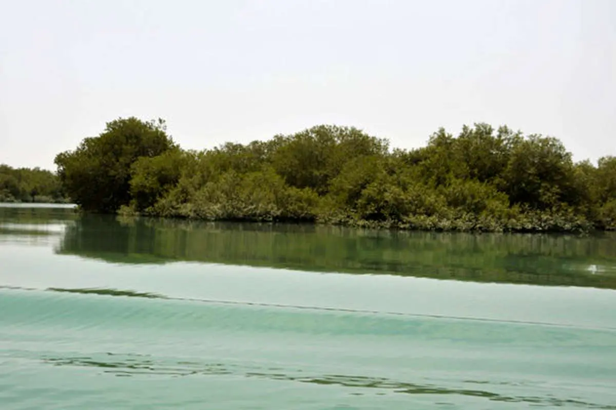 رازهای جنگل شگفتانگیز ایران