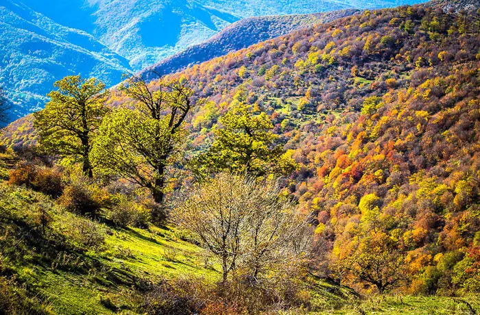 (تصاویر) پاییز طلایی جنگل ابر