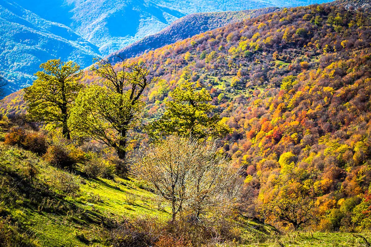 (تصاویر) پاییز طلایی جنگل ابر