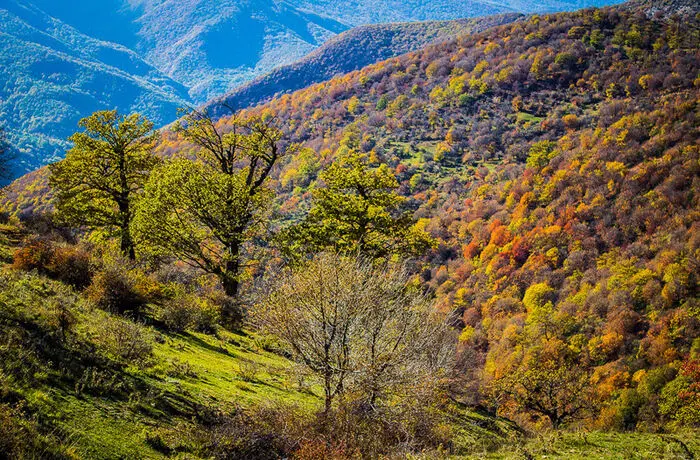 (تصاویر) پاییز طلایی جنگل ابر