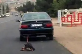 تکرار حیوان‌آزاری این بار در تهران