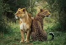 نبرد دیدنی شیر و پلنگ 