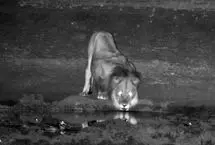 ببینید؛ وحشت شیر از پرواز ناگهانی اردک‌ها 