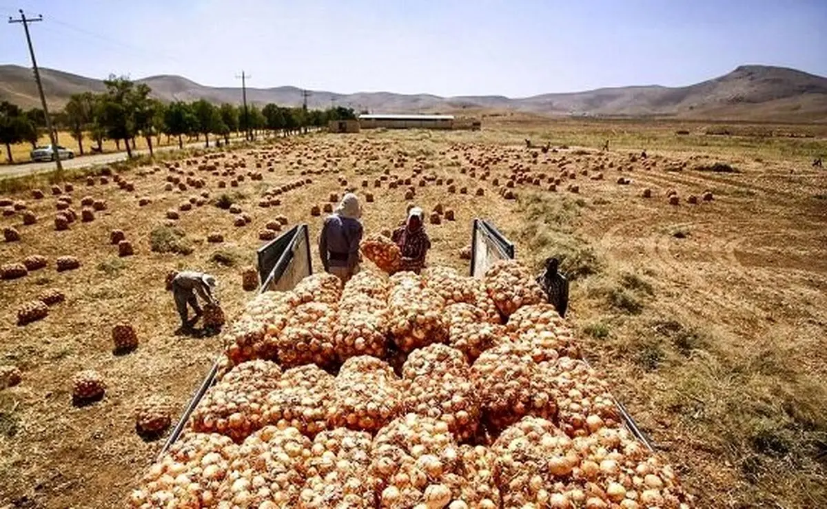 دپو هزاران تن پیاز در دمای ۴۵ درجه جنوب کرمان