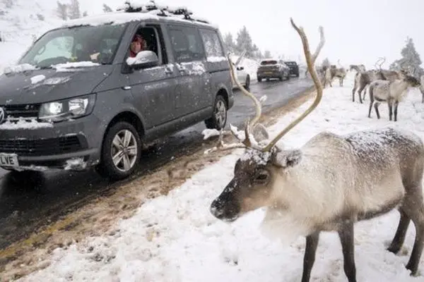 گوزن‌های شمالی در برف اسکاتلند به دنبال غذا