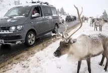 گوزن‌های شمالی در برف اسکاتلند به دنبال غذا