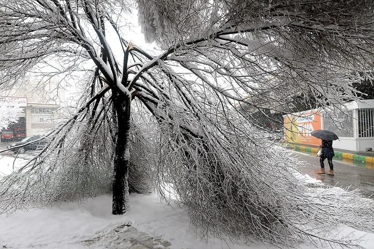 تصاویر؛ شکستگی درختان در مشهد بر اثر بارش برف