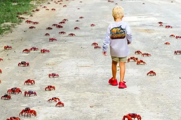 راهپیمایی میلیونی بچه‌خرچنگ‌های قرمز در جزیره کریسمس 