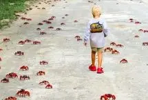 راهپیمایی میلیونی بچه‌خرچنگ‌های قرمز در جزیره کریسمس 