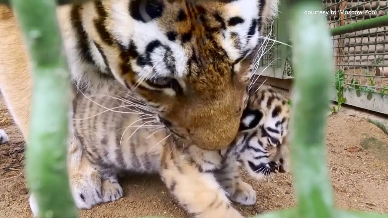 رونمایی از توله‌های نادر ببر آمور در باغ‌وحش مسکو