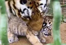 رونمایی از توله‌های نادر ببر آمور در باغ‌وحش مسکو