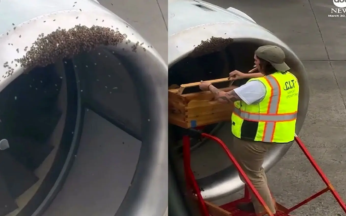 زنبورها یک هواپیما را تسخیر کردند