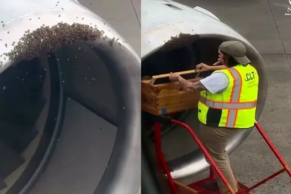 زنبورها یک هواپیما را تسخیر کردند