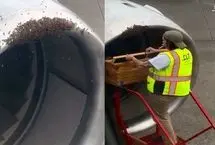 زنبورها یک هواپیما را تسخیر کردند