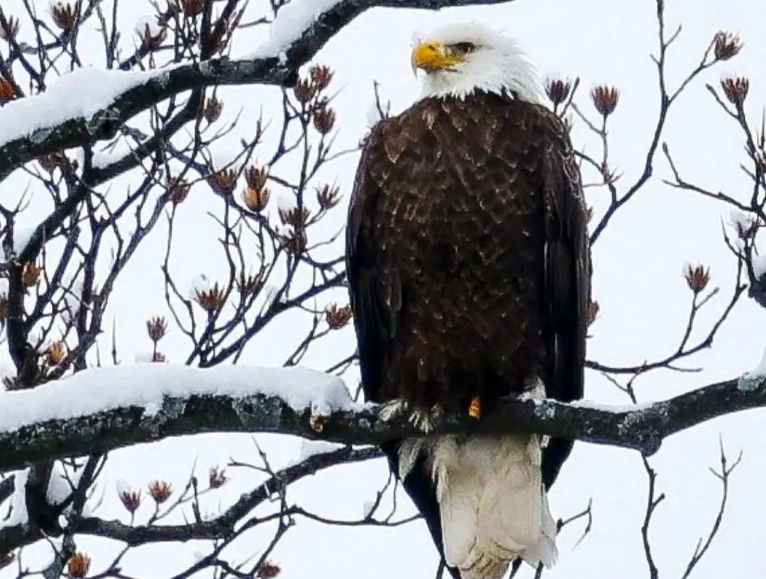 نجات عقاب سرسفید زخمی از یخ‌های رودخانه 