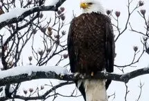 نجات عقاب سرسفید زخمی از یخ‌های رودخانه 